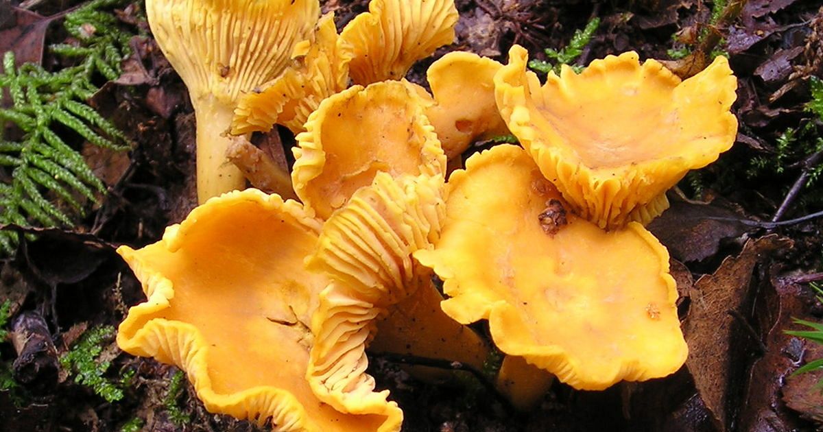 Train Wrecker Mushroom: Neolentinus lepideus - Forager | Chef